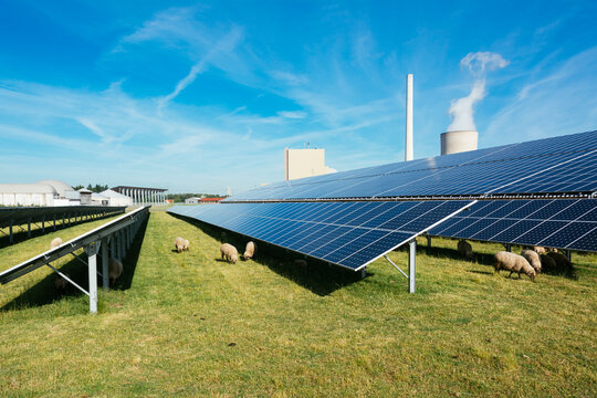 Sheep grazing on a field with solar panels