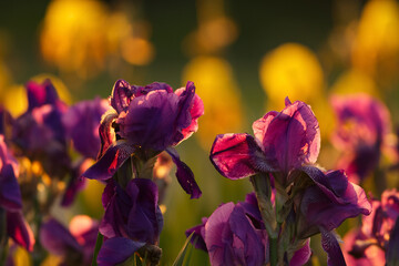 Iris spring flowers bloom nature field garden