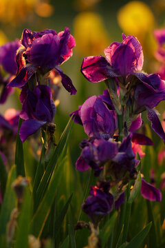 Iris spring flowers bloom nature field garden