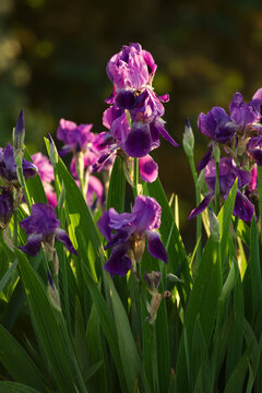 Iris spring flowers bloom nature field garden