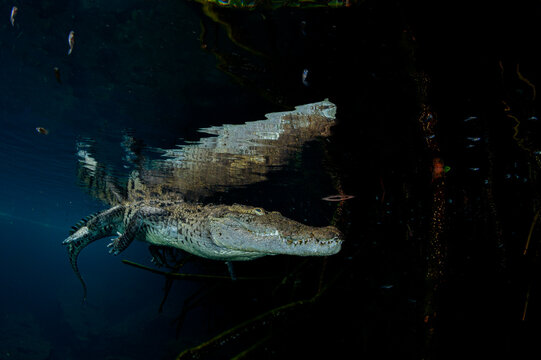 Morelet's Crocodile in Mangrove Creek