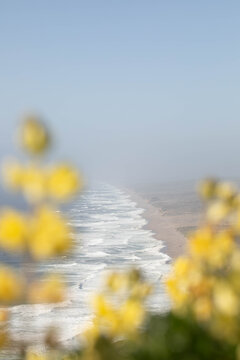 Coast with artistic flowers in the foreground