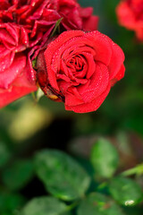 Beautiful red rose bush abundant blooming in summer garden