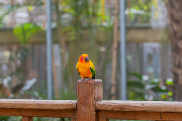 Cute Sun Conure aka sun parakeet (Aratinga solstitialis) perched on wooden fence with blurred background.