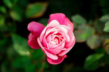 Sweet pink rose in the garden