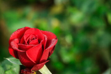 Red rose flower closeup on natural green background