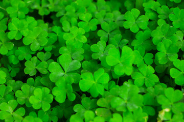 Four leaf clover on green shamrock background