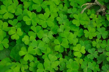 Four leaf clover on green shamrock background