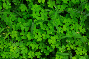 four leaf clover on green shamrock background