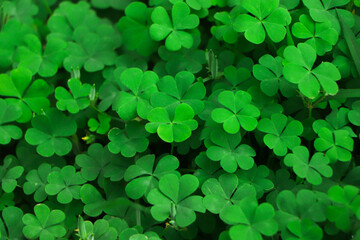 four leaf clover on green shamrock background
