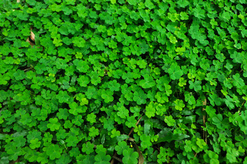 four leaf clover on green shamrock background