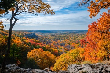 autumn in the forest