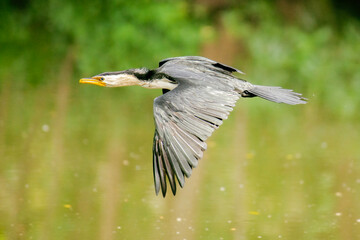 The little pied cormorant, little shag or kawaupaka is a common species of Australasian waterbird, found around the coasts, islands, estuaries, and inland waters of Australia.
