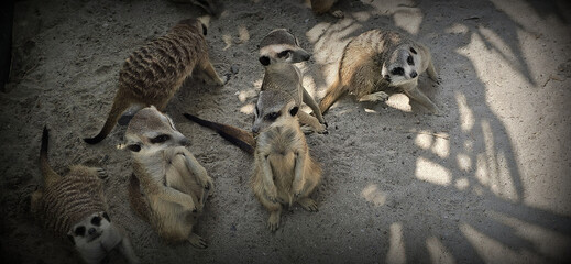 cute meerkats. or Suricata suricatta, or suricate family are posing in a sandy environment, good for wild animal catalogue on multimedia content