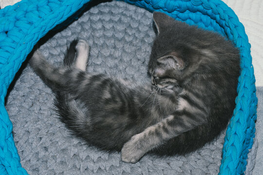 Adorable gray kitten sleeping peacefully