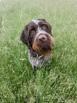 Field Dog
