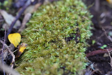 moss on the tree © german