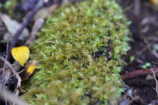 moss on the tree