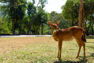 baby deer chewing grass in the park.
