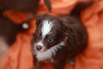 A brown and white puppy is sitting on an orange blanket