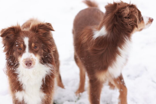 Two s standing in the snow