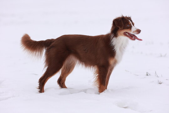 Miniature Australian Shepherd dog in red-tri color is standing in