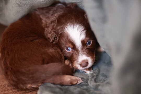 Miniature Australian Shepherd dog in red-tri color is curled up in