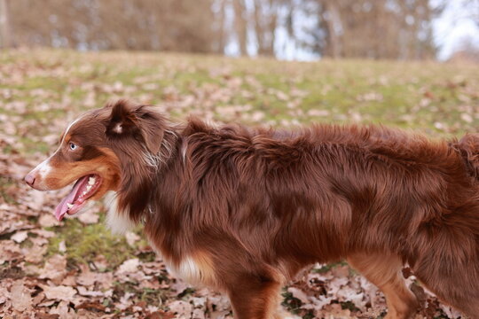 Miniature Australian Shepherd dog in red-tri color is walking