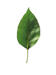 Obraz premium green leaf isolated on white