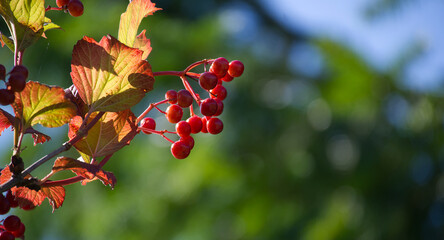 Close-up of guelder-rose berries on a sunny day