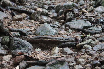 close up of a trunk Hiking trails, hiking, moss on the walkway,  forest