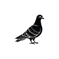 Creative Pigeon Silhouette Vector Art


