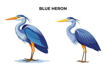 Beautiful Blue Heron on white background vector illustration 