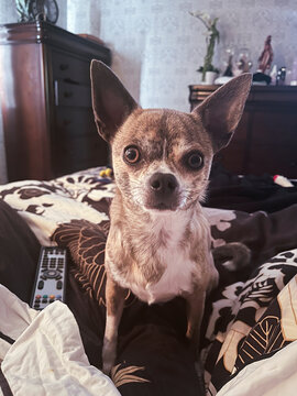 Chihuahua dog stares at camera
