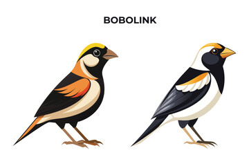 Beautiful Bobolink bird on white background vector illustration 