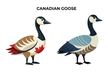 Beautiful Canadian Goose bird on white background vector illustration 