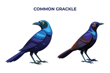 Beautiful Common Grackle bird on white background vector illustration 