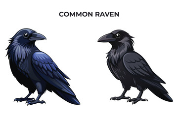 Beautiful Common Raven bird on white background vector illustration 