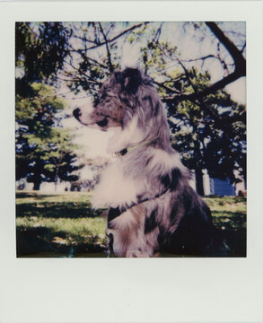 Side profile of beautiful puppy on vintage Polaroid