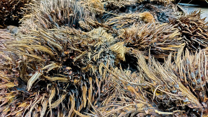 Close-up View Of Empty Palm Mounds Of Dried And Moist Palm Fruit