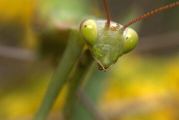 Portrait of a green praying mantis