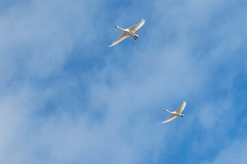 【野鳥・白鳥】白鳥の越冬。力強く飛ぶ白鳥
