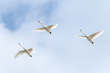【野鳥・白鳥】白鳥の越冬。力強く飛ぶ白鳥

