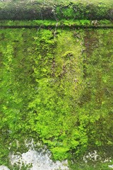 Close up of green moss texture on wall for background. 