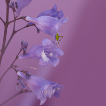 Grasshopper climbing jacaranda flowers vertically