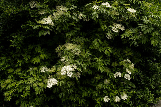 Common elderberry