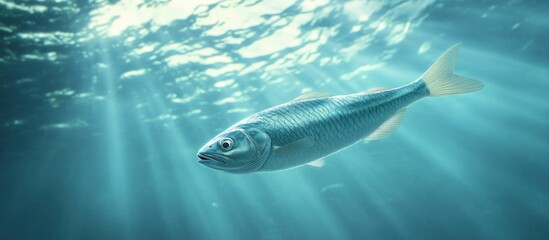 Fototapeta premium Fish Swimming Through the Sunbeams