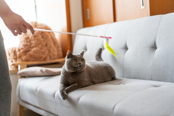 A British Shorthair Blue cat chasing a cat toy wand on a blue sofa, playing excitedly and happily, jumping continuously like a hunter trying to catch its prey

