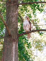 Eagle sitting on a branch on a tree. Beautiful bird of prey on a tree. Image of an eagle in the wild