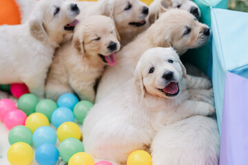 English cream golden retriever puppies in ball pit